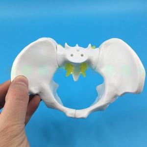 Petit spécimen d'examen gynécologique en PVC modèle de bassin féminin pour la démonstration de la faculté de médecine - Product Image 6