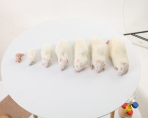 Ratones Congelados para Mascotas Serpientes Lagartos Ranas Tortugas Cocodrilos Halcones Gatos y Alimentos para Reptiles - Product Image 5