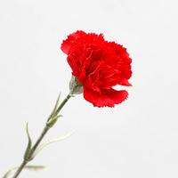 Fleur de carnation rose rouge artificielle de haute qualité au toucher réel pour la fête des mères, cadeau de mariage, décoration de centre de table à la maison