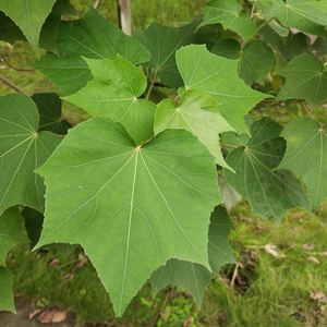 Vente de Matériaux Herbacés Chinois : <span class=keywords><strong>Feuilles</strong></span> de Rose et d'<span class=keywords><strong>Hibiscus</strong></span> Séchées Brutes - Product Image 6