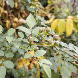 Fruits de Rosa Multiflora Sauvage Naturelle <span class=keywords><strong>Ying</strong></span> Shi <span class=keywords><strong>Zi</strong></span> pour Matériel Herbal - Product Image 6