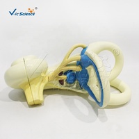 Modelo Anatómico Ampliado del Laberinto del Oído Interno, Modelo del Laberinto Membránico y Óseo Humano para Enseñanza de Otorrinolaringología, CE/ISO/ROHS/CNAS