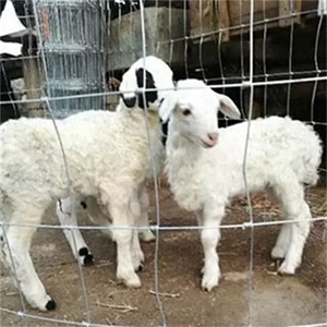 4ft 5ft 6ft 8ft chiều cao đồng cỏ hàng rào dê nuôi đồng cỏ giá rẻ lĩnh vực hàng rào cho hươu gia súc - Product Image 6