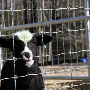 गैल्वेनाइज्ड धातु तार जाल फील्ड खेल बाड़ पशु भेड़ के लिए बुने वाली तकनीक वन्य जीवन संरक्षण झुकने वाली प्रसंस्करण सेवा - Product Image 2