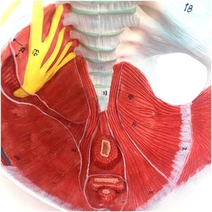 Modelo de Pelvis Femenina de Tamaño Real con Certificación CE/ISO, Recurso de Enseñanza de Ciencias Médicas, Enseñanza Anatómica para Demostraciones - Product Image 3