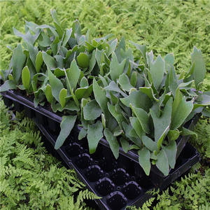 Miglior vassoio per piantare <span class=keywords><strong>semi</strong></span> di <span class=keywords><strong>vendita</strong></span> - Product Image 1