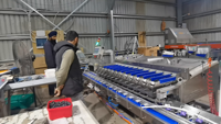 Machine d'emballage automatique de fruits bleuets multifonctionnelle pour boîtes en plastique