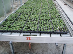 EBB phát triển bảng lăn băng ghế hạt giống Vườn Ươm giường cho nông nghiệp màu xanh lá cây nhà seeding hoa phát triển - Product Image 2