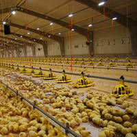 Gallinero para Producción de Huevos, Diseño de Nave Avícola, Construcción para Granja Avícola