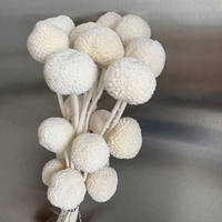 Fleur séchée naturelle Craspedia Golden Ball (Billy Balls) pour décoration de Noël, mariage, maison et projets DIY