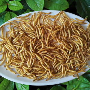Manufacturers Wholesale <strong>Sale</strong> Fine Processing Microwave Dried Pellet Shape 100% Natural Protein Dry Mealworms Yellow Food - Product Image 5