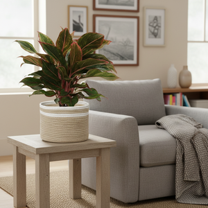 Modern Eco-Friendly Cotton Braided Flexible Circle <b>Basket</b> and Planter Storage Multi-Purpose DIVTIK DECOR - Product Image 2