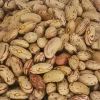 Bean Kidney Beans LSKB 2021Crops China Long Shape Cranberry Bean Light Speckled Kidney Beans