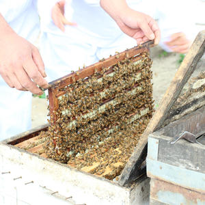 Fabricant de comprimés de gelée <span class=keywords><strong>royale</strong></span> fraîche séchée biologique à haute teneur en 10-HDA - Product Image 3