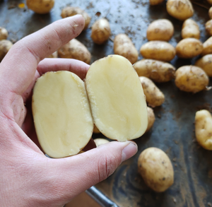 Nueva cosecha fresca de grado superior de alta nutrición certificada <span class=keywords><strong>Patatas</strong></span> blancas y rojas proveedor mayorista - Product Image 5