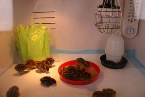 พลาสติก Cockatiel Brooder กล่องทำในประ<span class=keywords><strong>เท</strong></span>ศจีนโปรโมชั่นไก่ Brooder สำหรับขาย - Product Image 6