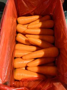Tươi Cà rốt tươi rau Nhà cung cấp giá cả phải chăng giá <span class=keywords><strong>2025</strong></span> Mới Cây Trồng Màu Đỏ cà rốt tươi Cà rốt S/M/L/XL/2L/3L - Product Image 2