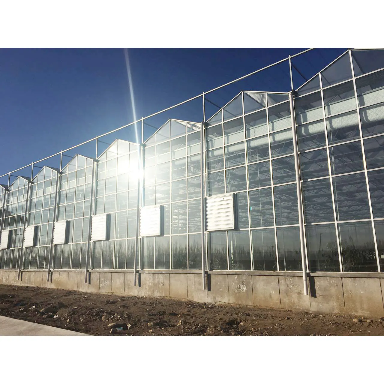 XINHE Multi-Span Venlo Mushroom GreenhouseためVegetables