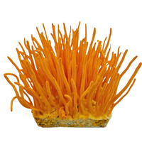 Cordyceps frais en conserve de qualité supérieure, champignons entiers dans un bouillon naturel, prêts à l'emploi pour une nutrition quotidienne et un bien-être optimal