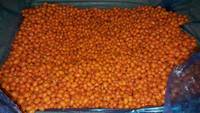 IQF Diepvries Zeebuckthorn Fruit, 100% Natuurlijk & Verfrissend, Bulkverpakking, Premium Kwaliteit, 10kg