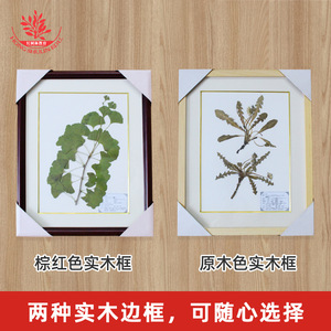 Artificially collected and meticulously prepared <b>plant</b> specimens, beautifully <b>framed</b>, showcasing herbarium specimens of Chinese - Product Image 3