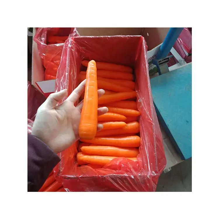 Cinese fresco carota 5kg imballaggi in cartone