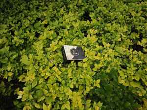 Sıcak satmak abd Rhino Choco Vip kraliyet çikolata bal Combo Desire paketi - Product Image 6