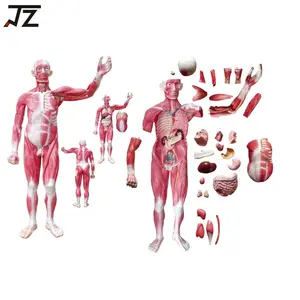 全身肌肉解剖模型带内器官29个部位人体骨解剖模型
