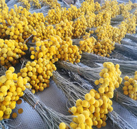 Geconserveerde Billy Buttons bosjes met 20 stelen voor bruiloft, huis, kantoor en feestdecoraties