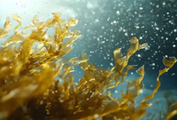 Poudre d'extrait d'algues brunes naturelles pures à 98 % de fucidoïde, prix de gros