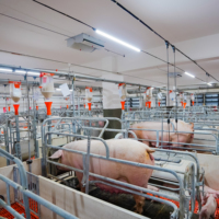 Cage de mise bas entièrement automatique pour truies et porcelets, enclos de mise bas de haute qualité pour porcs, équipement d'élevage