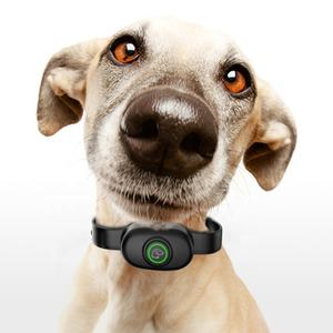 Collar de oro para perro bulldog, accesorios para mascotas, decoración, estilo frío - Product Image 6