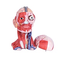 Modèle de dissection crânienne en 10 parties pour les nerfs et les vaisseaux cérébraux, avec muscles de la tête, pour l'enseignement de l'anatomie médicale, en PVC, pour la formation médecins et les étudiants en médecine