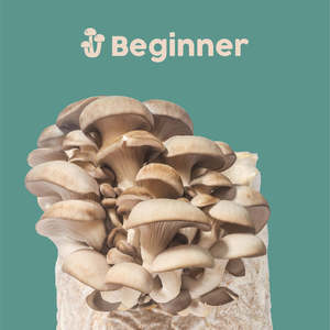 <span class=keywords><strong>Kit</strong></span> de cultivo de hongos en interiores al por mayor, <span class=keywords><strong>kit</strong></span> de cultivo de hongos con botón de ostra, material de fibra vegetal que estimula tus propios suministros de jardín - Product Image 5