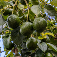 Huile d'avocat pure pressée à froid 100 % raffinée de qualité supérieure en gros – Huiles végétales pour le soin de la peau, des cheveux, du visage, du cuir chevelu et les massages corporels