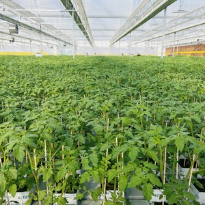 Produttore di porcellane per la coltivazione di pomodori a blocchi di lana di roccia idroponica da 4 pollici - Product Image 4