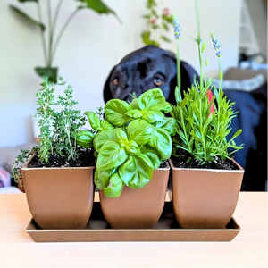 Ensemble de 3 pots à fleurs Pioneera avec plateau, biodégradables, écologiques, en balle de riz, durables, avec trou de drainage, pour usage intérieur/extérieur - Product Image 1