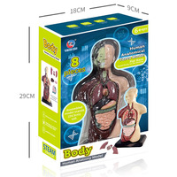 Modelo de Torso Anatómico Humano de 8 Piezas para Niños, 24.5 cm, Órganos Desmontables, Kit de Ensamblaje 3D, Juguete Educativo STEM, Regalo Científico