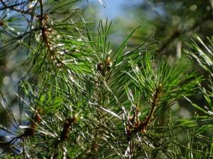 Extracto Líquido Fermentado de Plantas de la Isla de Jeju, Jejulous DEO Natural, para Materia Prima Cosmética, Fórmula para el Cuidado de la Piel, Calmante y Equilibrante - Product Image 4