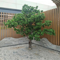Grand Pin Artificiel Personnalisé Style Zen, Faux Podocarpus, Ornement Paysager pour Hall d'Hôtel