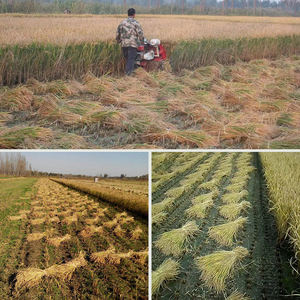 Cortador de trigo de arroz arrozal autopropulsado de larga duración, máquina de encuadernación de cosecha de cebada de sorgo de grano profesional para granja - Product Image 6