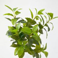 Künstliche Lorbeer-Osmanthus-Blätter Weiche Plastik-Kunstblumenzweige 30-100cm für Innen- und Außenbereich Garten-Landschaftsgestaltung