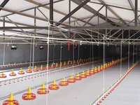 Système d'élevage automatique de poulet de chair à faible coût pour poulet