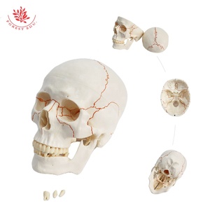 Modelo de cráneo de suturas humanas de tamaño natural humano FRT020 modelo de cráneo de anatomía médica Conexión de resorte telescópico a la mandíbula inferior - Product Image 5