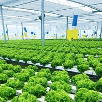 Serre en verre hydroponique agricole intelligente, kit complet pour tomates, concombres, laitues