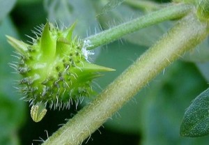 Healthway bubuk ekstrak alami murni suplemen Tribulus ekstrak - Product Image 4