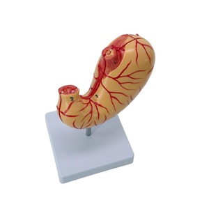 Modelo de estómago grande Natural Simulación 2 componentes Mucosa gástrica Sistema neuromuscular vascular Desmontaje Ciencia médica - Product Image 6