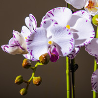Anggrek Phalaenopsis Elegan Biru Sutra dalam Pot Bunga Buatan Dekorasi Rumah Kantor Hotel Anggrek Palsu Pemasok Langsung dari Pabrik