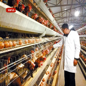 <span class=keywords><strong>Cage</strong></span> à poules pondeuses automatique de type H, 3-4 niveaux, 90-160 poules par ensemble, équipement <span class=keywords><strong>d</strong></span>'élevage avicole avec abreuvoir à tétine et mangeoire - Product Image 3