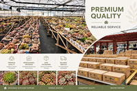 Vente en gros de plantes tropicales Albo Variegated Syngonium à feuilles en forme de flèche pour décoration de rebords de fenêtre, de pots suspendus et d'étagères